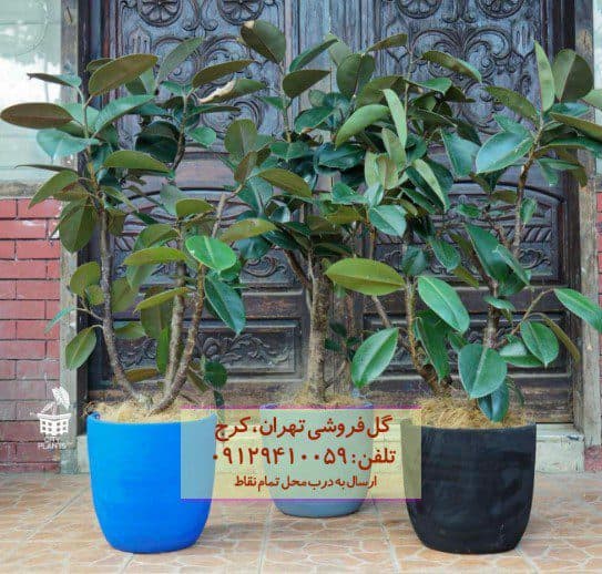 فیکوس الاستیکا (فیکوس آلمانی) برای آپارتمان‌های کوچک