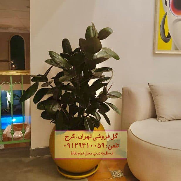 فیکوس الاستیکا (فیکوس آلمانی) برای زیبایی‌بخشیدن به فضاهای باز