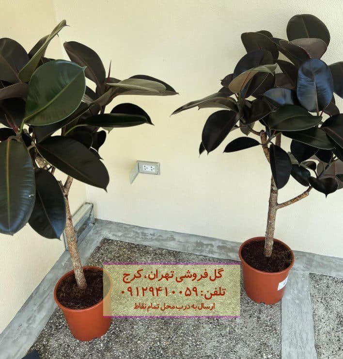 فیکوس الاستیکا (فیکوس آلمانی) مناسب دکوراسیون مینیمال