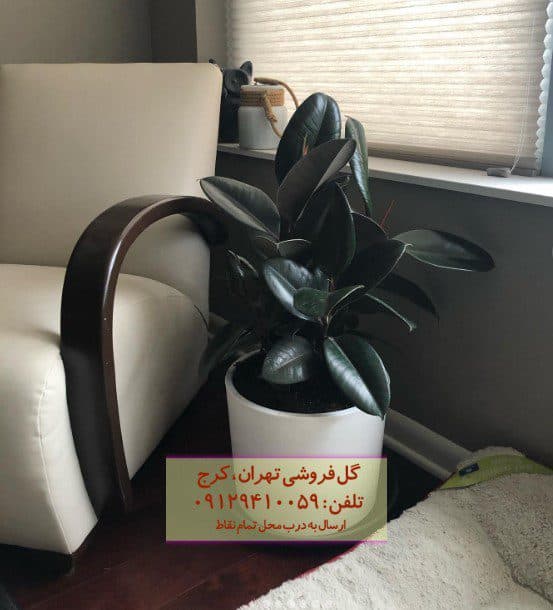 سفارش فیکوس الاستیکا (فیکوس آلمانی) برای سالن انتظار