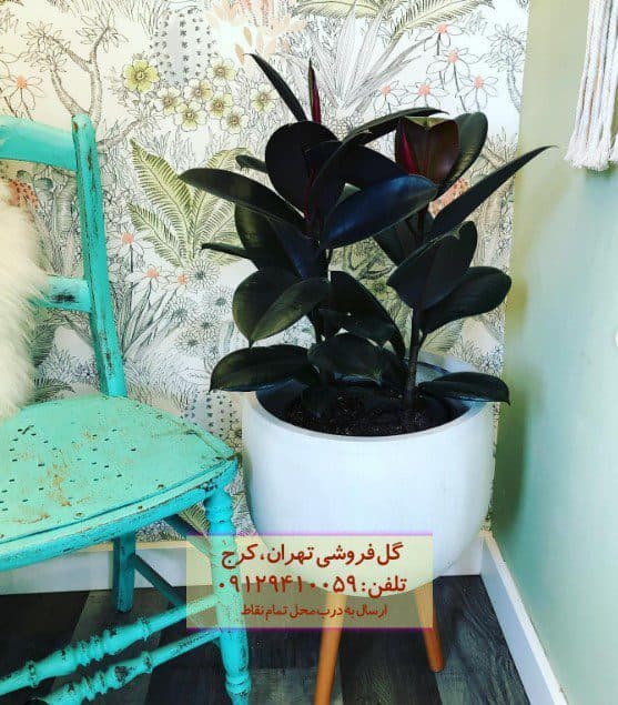 فیکوس الاستیکا (فیکوس آلمانی) مناسب تزئین فضای مطب