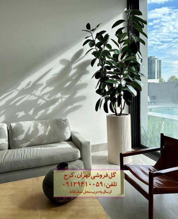 فیکوس الاستیکا (فیکوس آلمانی) برای سالن‌های اجتماعات