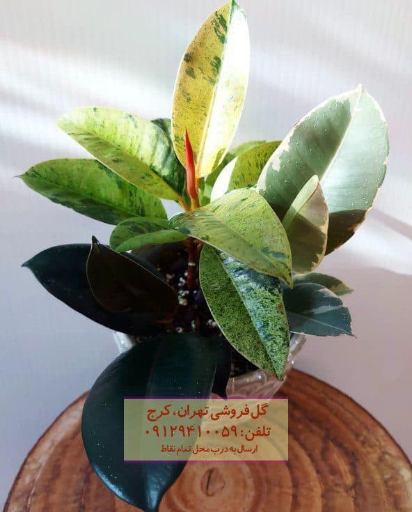 فیکوس الاستیکا (فیکوس آلمانی) برای طراحی فضاهای رسمی