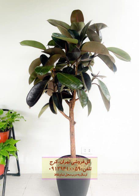 فیکوس الاستیکا (فیکوس آلمانی) برای طراحی داخلی پذیرایی