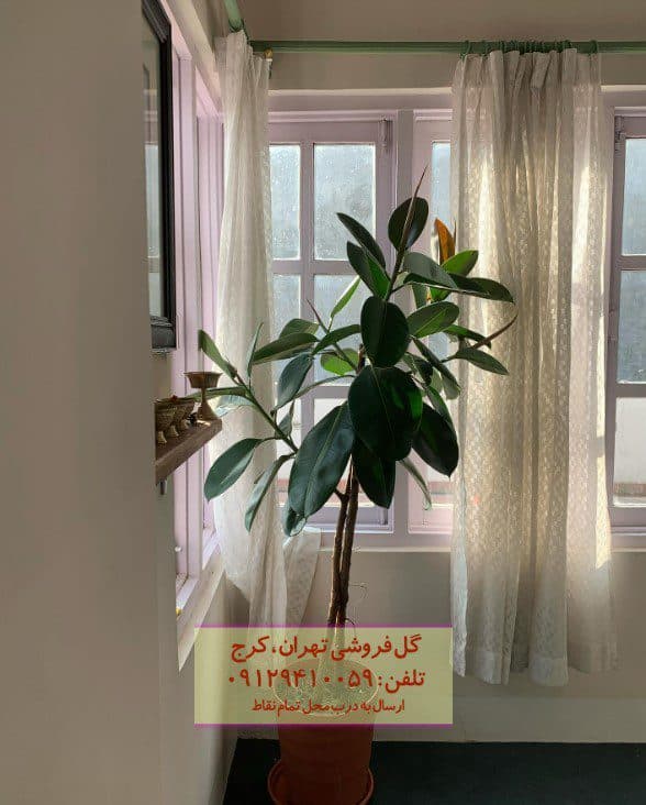 فیکوس الاستیکا (فیکوس آلمانی) برای اتاق انتظار