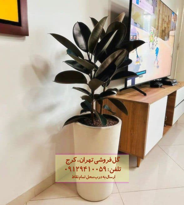 سفارش فیکوس الاستیکا (فیکوس آلمانی) برای محیط کار