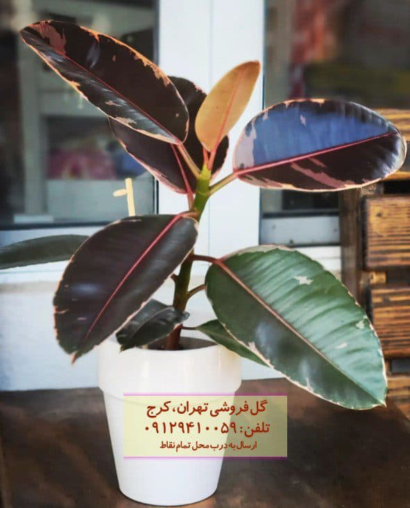 فیکوس الاستیکا (فیکوس آلمانی) مناسب دکوراسیون کلاسیک