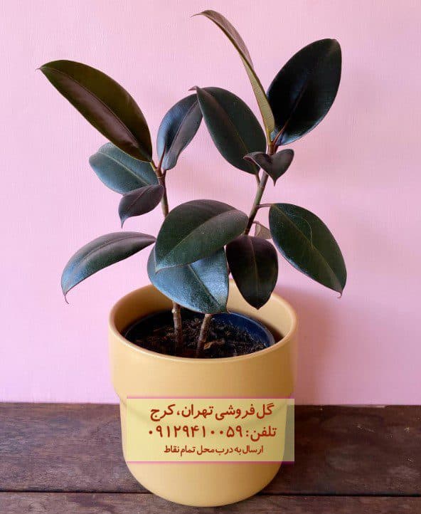 سفارش فیکوس الاستیکا (فیکوس آلمانی) برای فضاهای عمومی