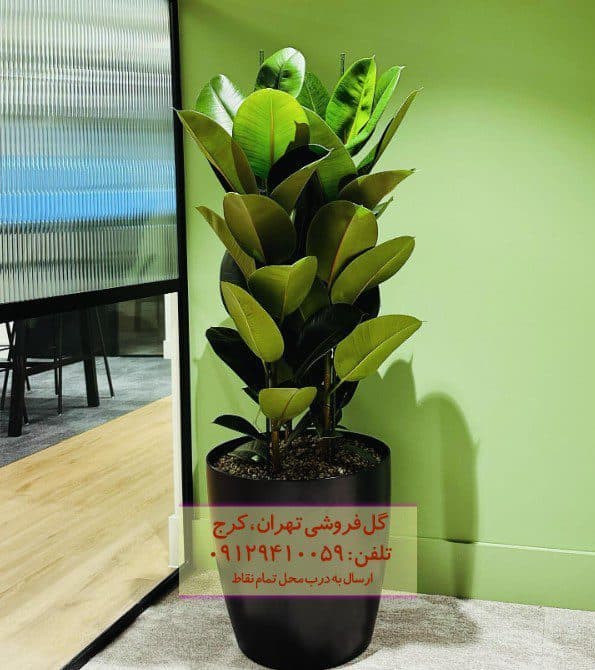 فیکوس الاستیکا (فیکوس آلمانی) برای زیبایی بخشیدن به تراس — تصویر ۲