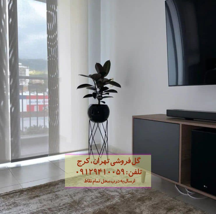 سفارش فیکوس الاستیکا (فیکوس آلمانی) برای دکوراسیون لوکس
