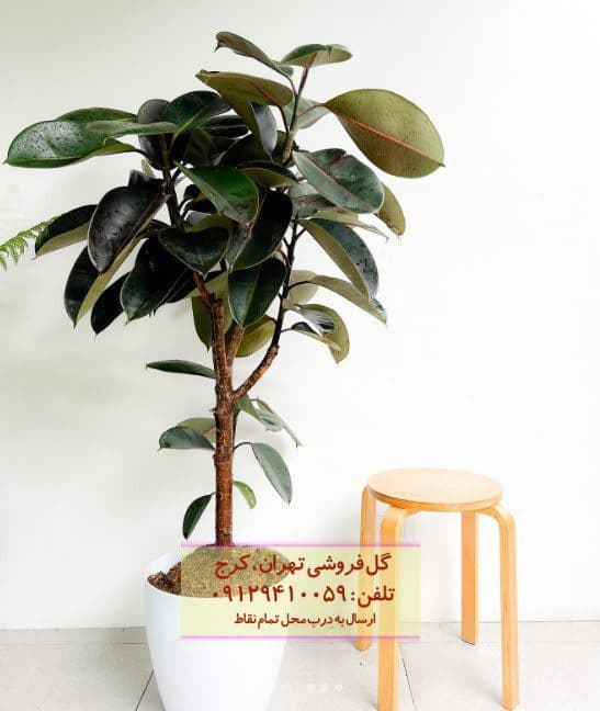 فیکوس الاستیکا (فیکوس آلمانی) برای محیط‌های اداری