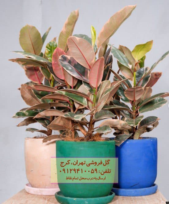 فیکوس الاستیکا (فیکوس آلمانی) برای تزئین بالکن خانه