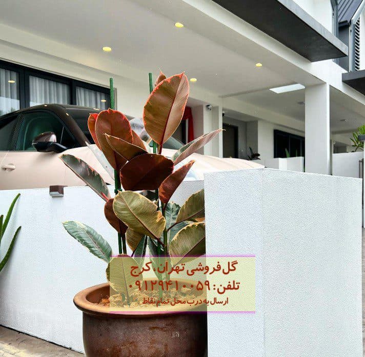فیکوس الاستیکا (فیکوس آلمانی) برای تزئین فروشگاه‌های لوکس