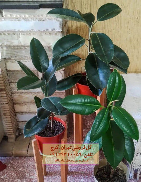 سفارش فیکوس الاستیکا (فیکوس آلمانی) برای فضای آموزشی