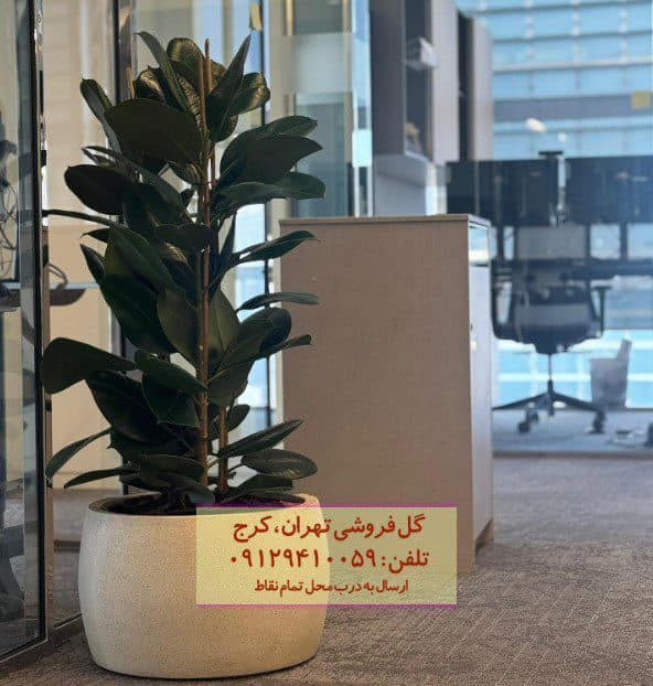 فیکوس الاستیکا (فیکوس آلمانی) برای فضای سبز داخلی