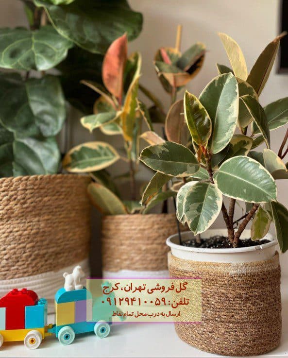 فیکوس الاستیکا (فیکوس آلمانی) برای اتاق نشیمن