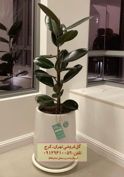 فیکوس الاستیکا (فیکوس آلمانی) برای دکوراسیون خانه