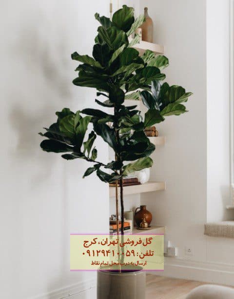 گیاه لیراتا برای چیدمان دکوراسیون مدرن