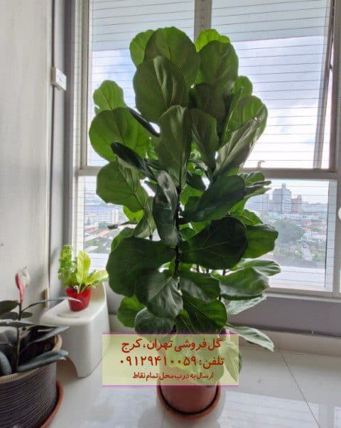 گیاه لیراتا برای تزئین فضاهای تجاری لوکس