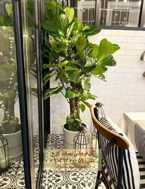 گیاه لیراتا مناسب برای تزئین فضای کافی‌شاپ‌ها