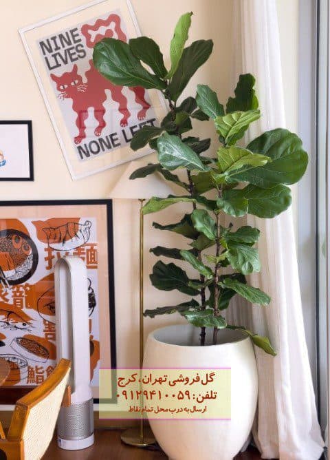 گیاه لیراتا مناسب برای تزئین فضای سالن انتظار