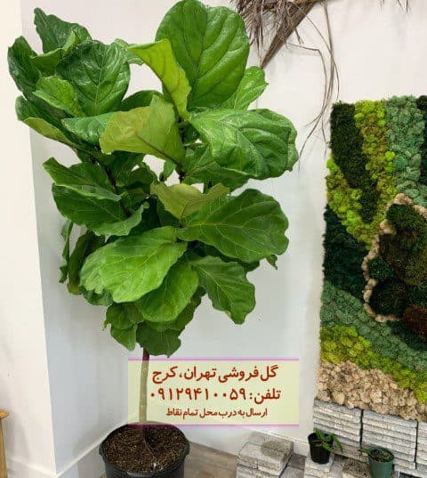 فروش گیاه لیراتا برای تزئین فضای اداری