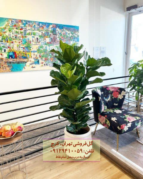 فیکوس آفرقایی برای طراحی فضای کوچک