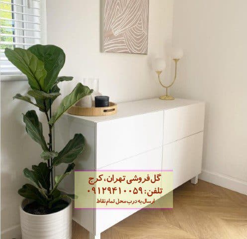 گیاه لیراتا مناسب برای طراحی فضای داخلی هتل
