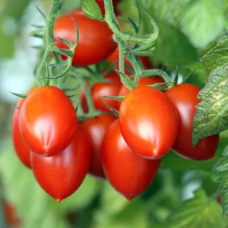 بذر گوجه فرنگی فیاسکتو زیتونی خوشه ای ایتالیایی بسته 50 عددی