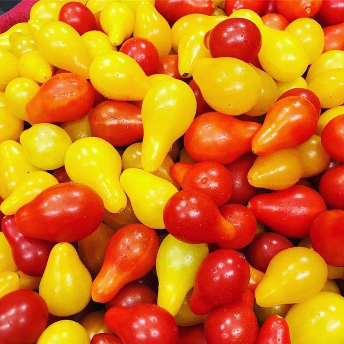 بذر گوجه فرنگی گلابی قرمز بسته 10 عددی — تصویر ۳