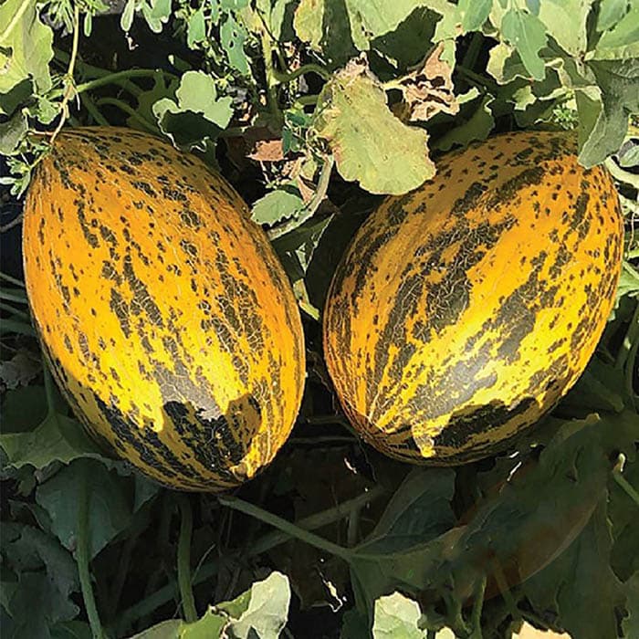 بذر ملون کارما فوق شیرین ترکیه ای بسته 10 عددی — تصویر ۳