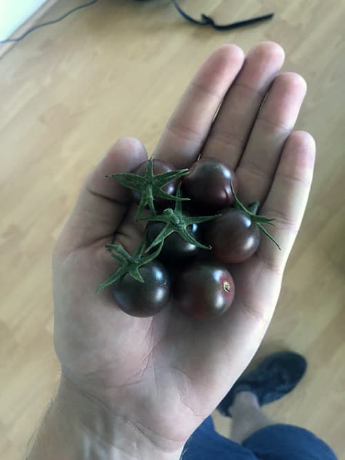 بذر گوجه فرنگی چری مشکی ارگانیک آمریکایی بسته 10 عددی — تصویر ۲