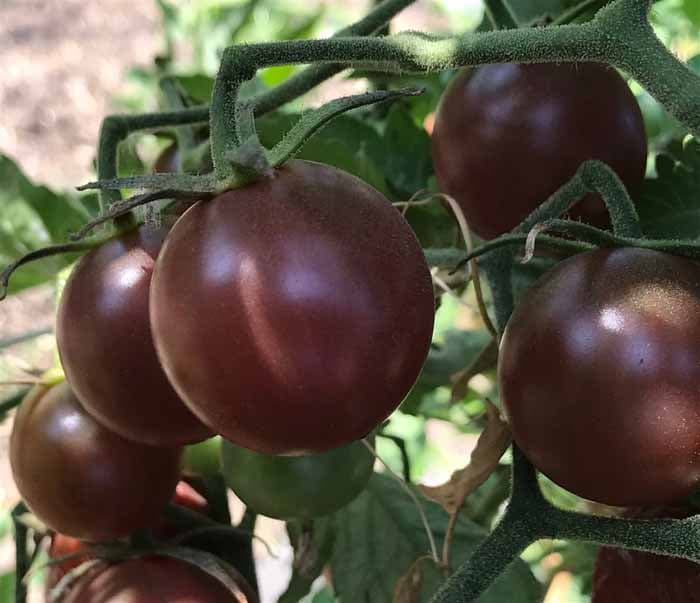 بذر گوجه فرنگی چری مشکی ارگانیک آمریکایی بسته 10 عددی — تصویر ۵