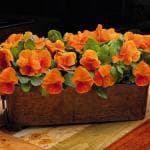 بذر گل بنفشه خوراکی تزئینی حنایی بسته 300 عددی — تصویر ۳