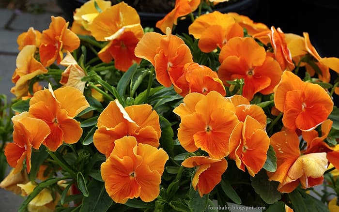 بذر گل بنفشه خوراکی تزئینی حنایی بسته 300 عددی