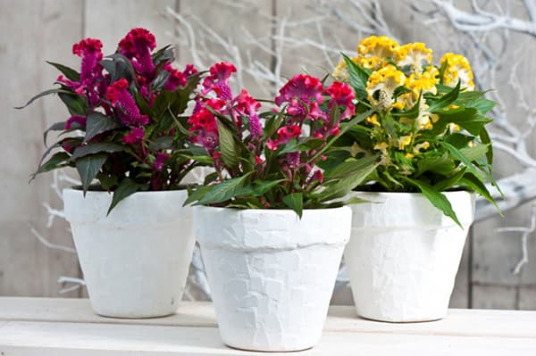 بذر گل تاج خروس چتری قرمز گلدانی بسته 200 عددی — تصویر ۳