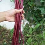 بذر لوبیا رشته ای قرمز آمریکایی بسته ۱۰ عددی — تصویر ۲