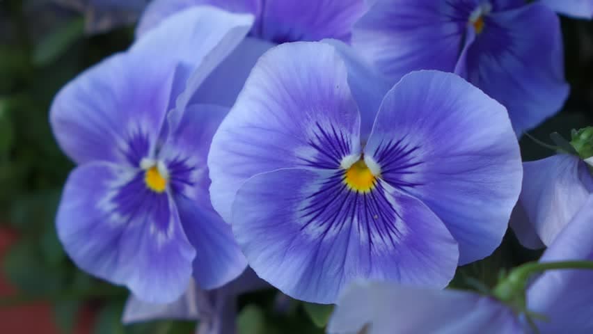 بذر گل بنفشه خوراکی تزئینی آبی فسفری بسته 200 عددی — تصویر ۲