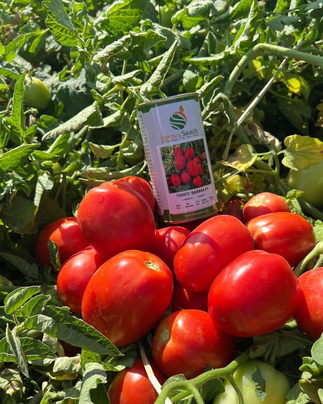 بذر گوجه فرنگی باراکا هیبرید گرانول فوق پربار ایتالیایی بسته 10 عددی