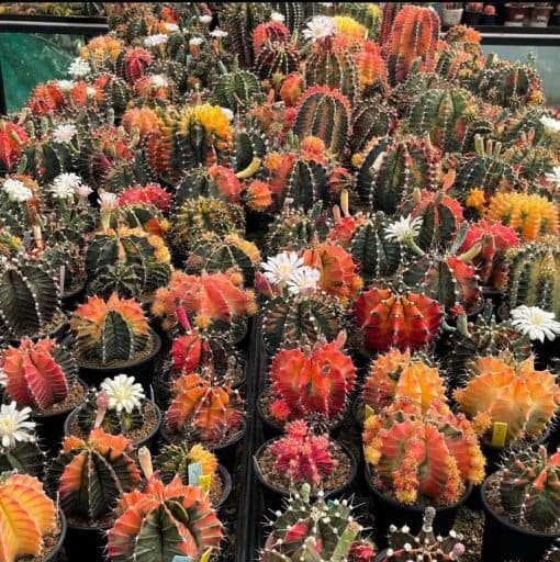 بذر کاکتوس ژمینو میهانویچ میکس بسته 20 عددی