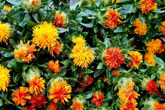 بذر گلرنگ (جایگزین زعفران) خوش عطر ایرانی بسته 30 عددی — تصویر ۶