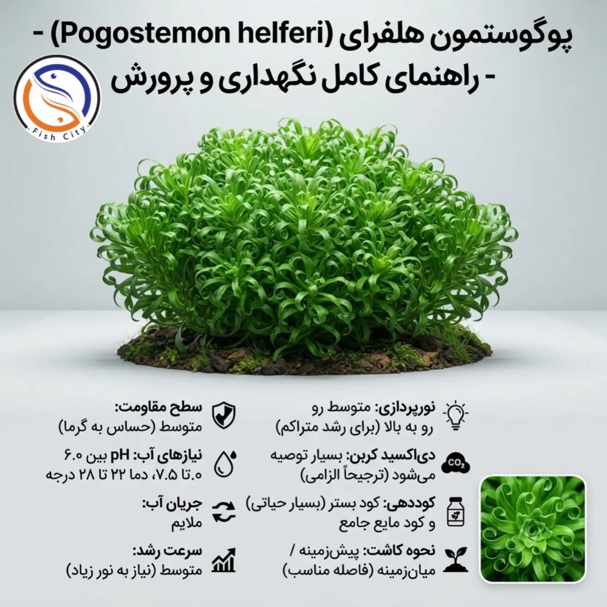 گیاه پوگوستمون هلفری