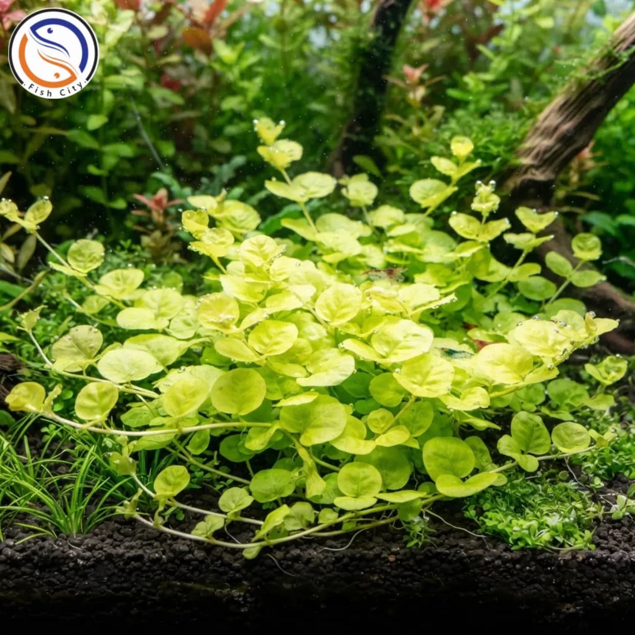 گیاه لیسیماشیا نامولاریا ائورا