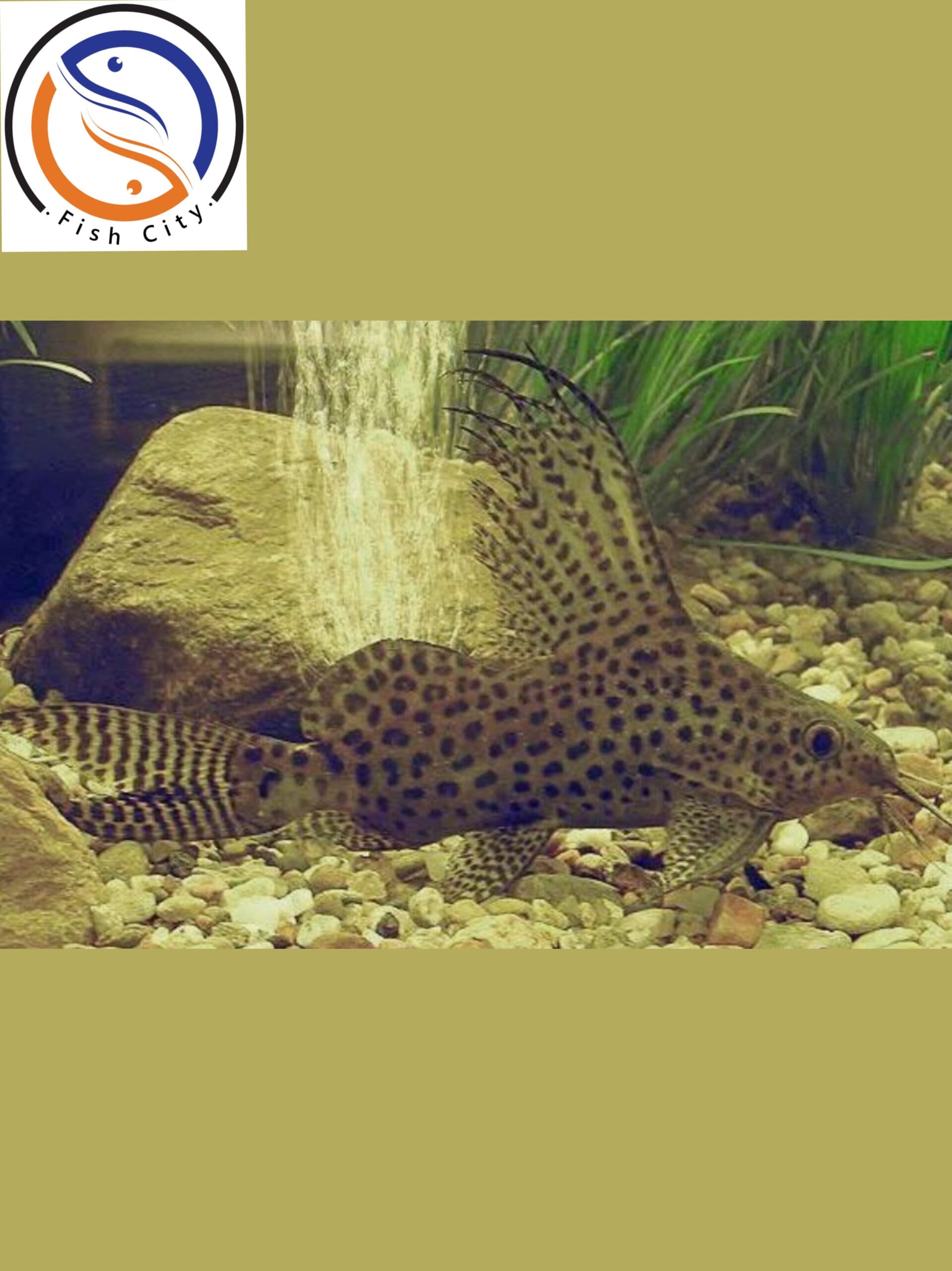 ماهی کت خاردار سایز 3-5 سانت