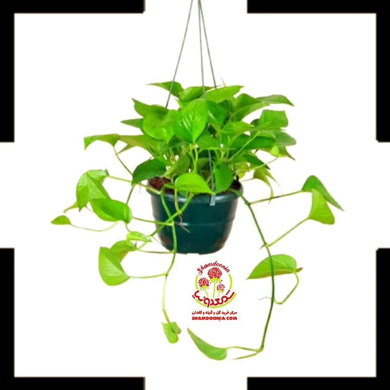 پتوس سبز ارسال سریع