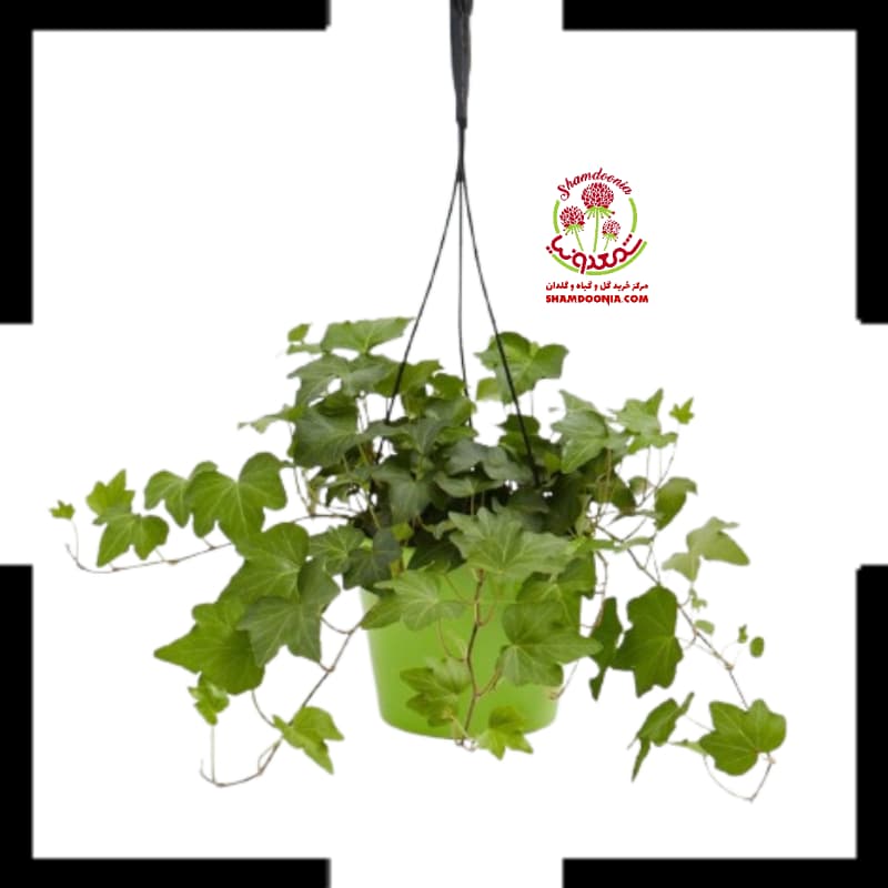 پاپیتال آویز رونده — تصویر ۲