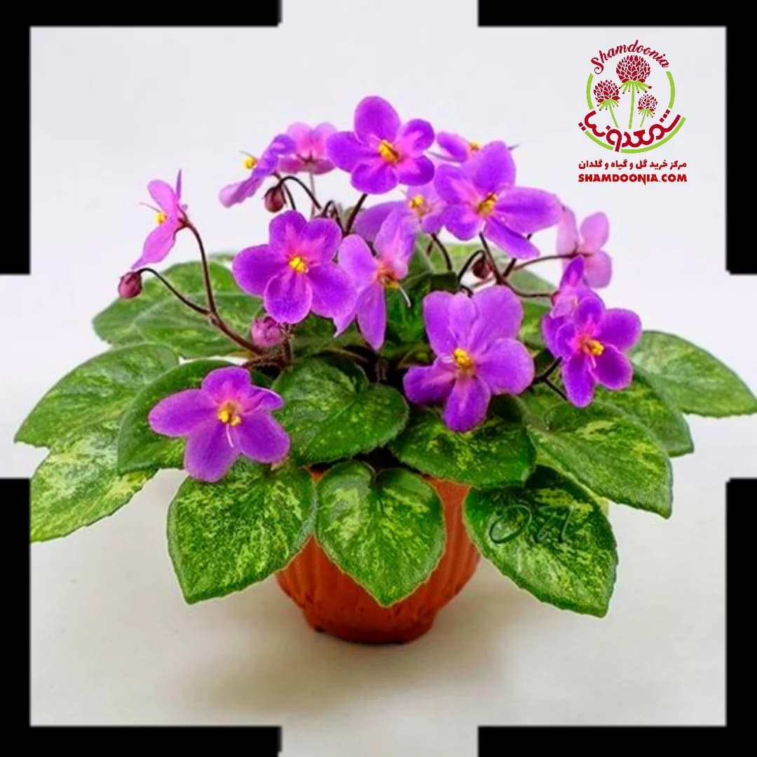 گیاه بنفشه آفریقایی ترنم