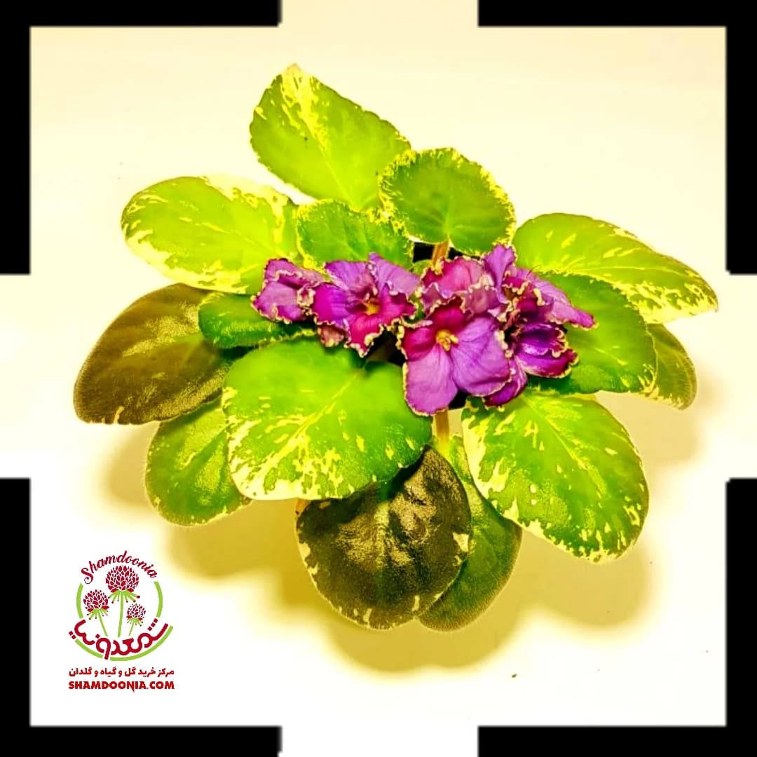 بنفشه آفریقایی Pink Love