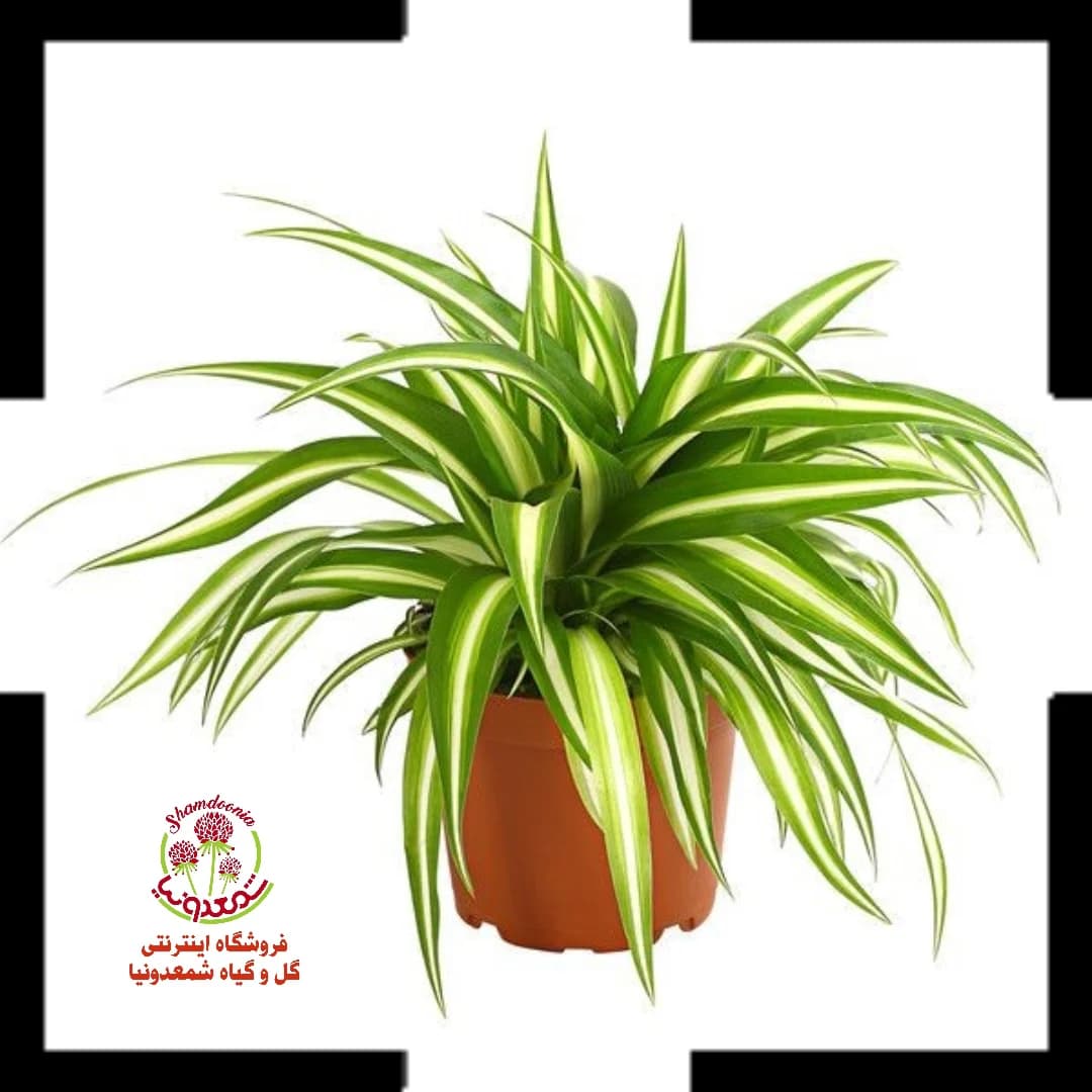 گیاه گندمی یا عنکبوتی