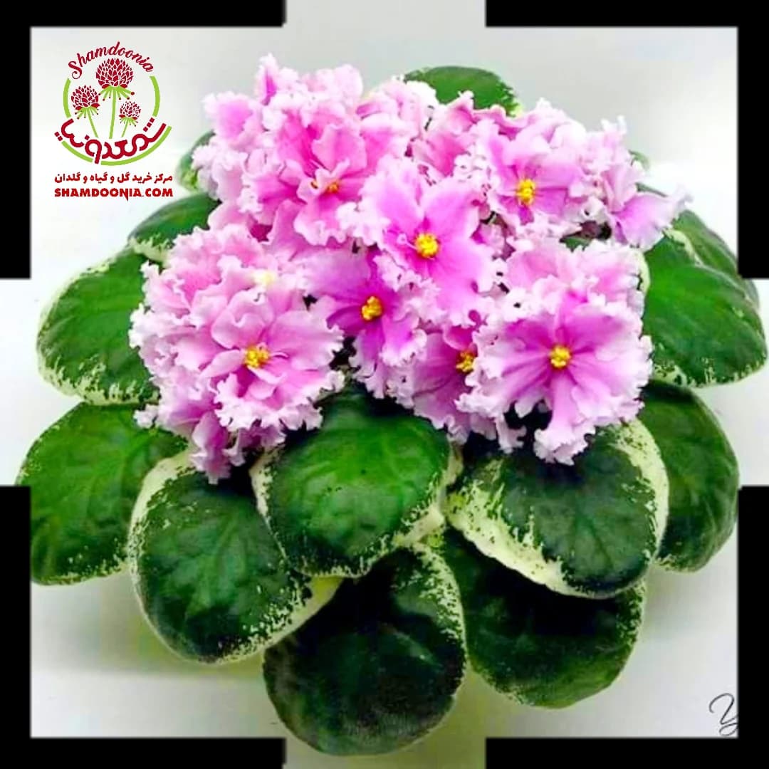 بنفشه آفریقایی سارس پاريلا ( ابلق )